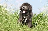 DOGUE DU TIBET 027